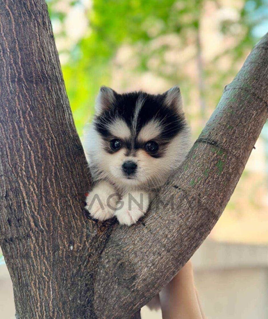 Pomsky puppy for sale, dog for sale at Tagnimal