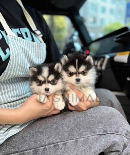 Pomsky puppy for sale, dog for sale at Tagnimal