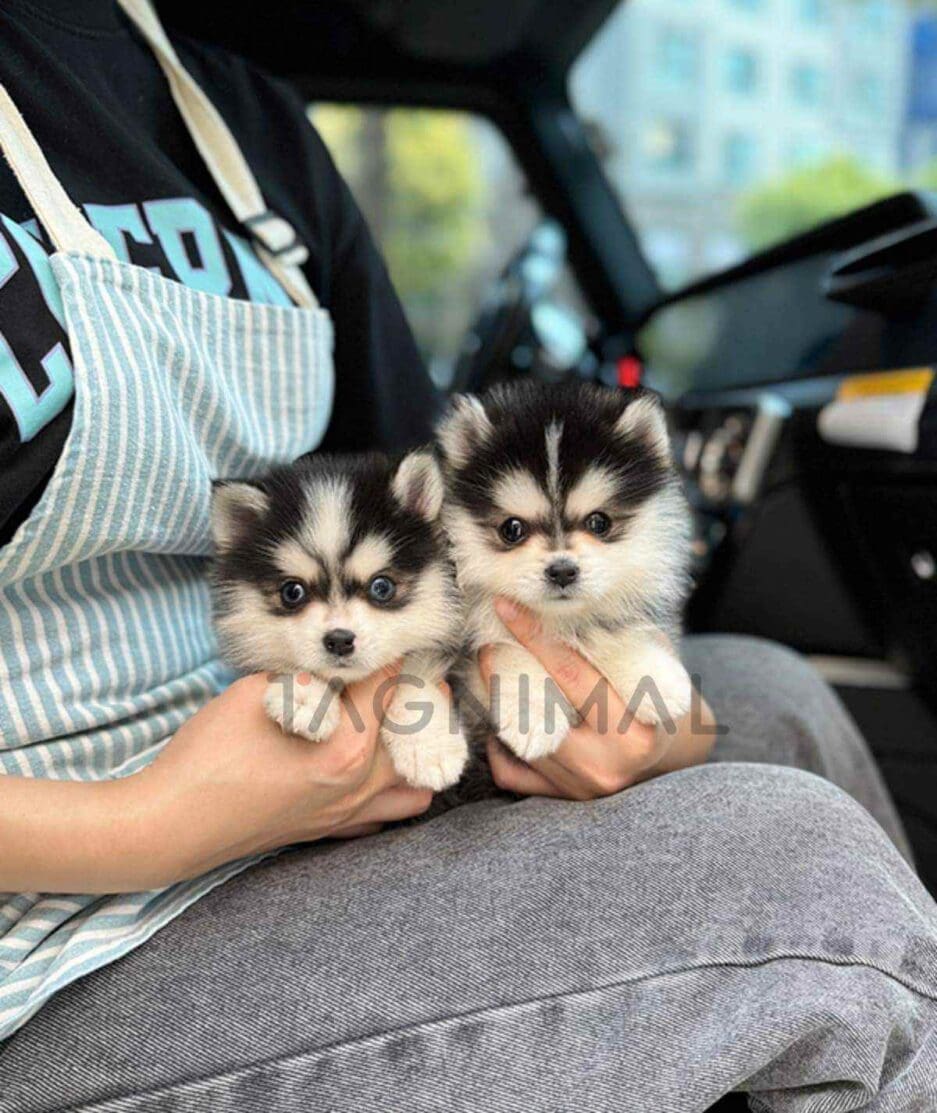 Pomsky puppy for sale, dog for sale at Tagnimal