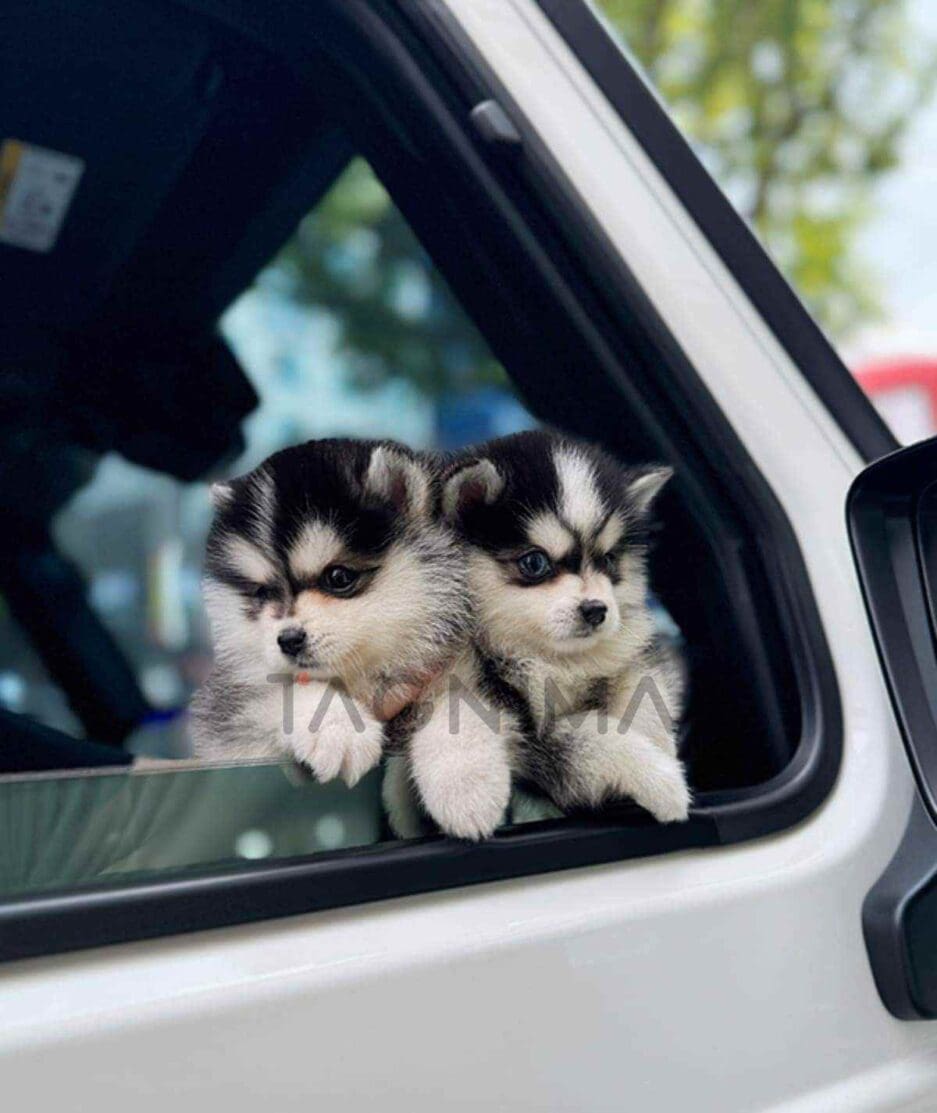 Pomsky puppy for sale, dog for sale at Tagnimal