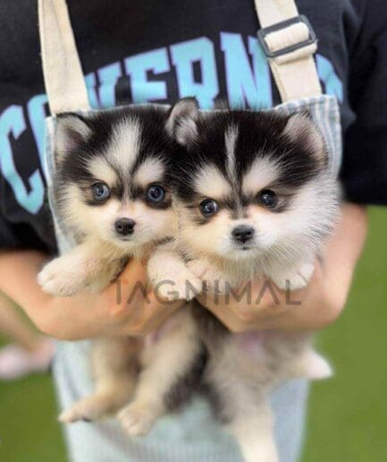 Pomsky puppy for sale, dog for sale at Tagnimal