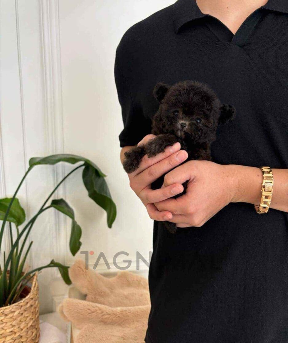 Poodle puppy for sale, dog for sale at Tagnimal