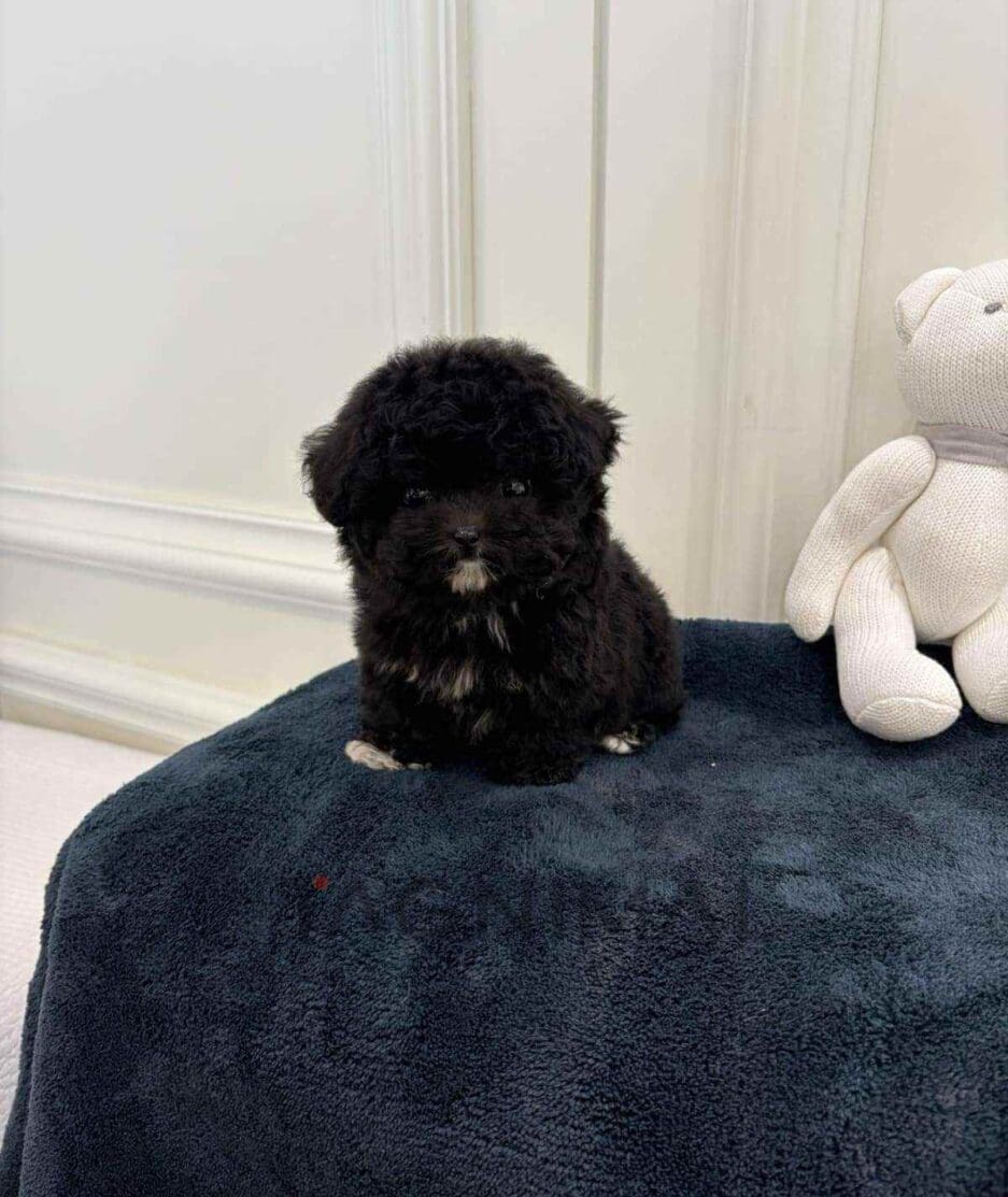 Poodle puppy for sale, dog for sale at Tagnimal