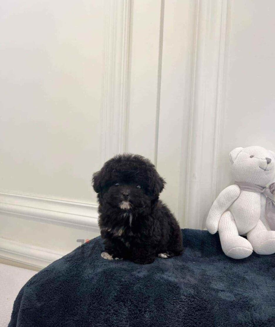 Poodle puppy for sale, dog for sale at Tagnimal