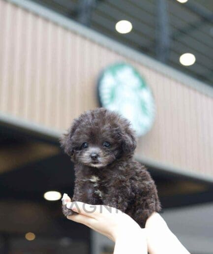 Poodle puppy for sale, dog for sale at Tagnimal