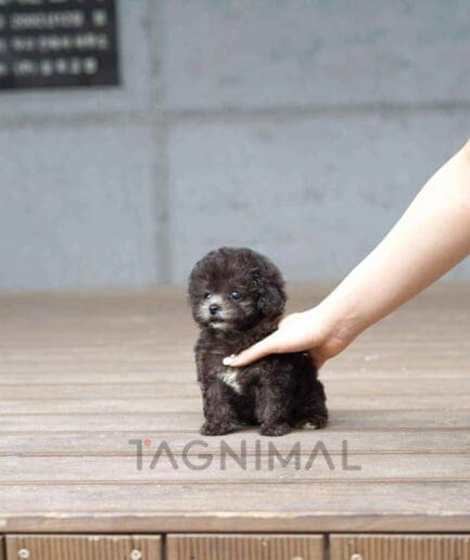 Poodle puppy for sale, dog for sale at Tagnimal