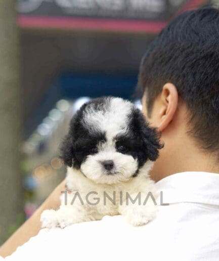 Poodle puppy for sale, dog for sale at Tagnimal