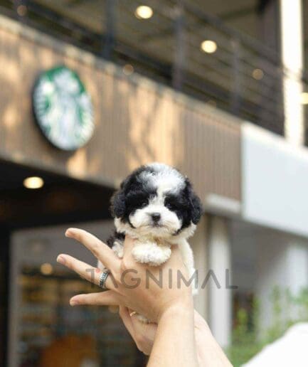 Poodle puppy for sale, dog for sale at Tagnimal