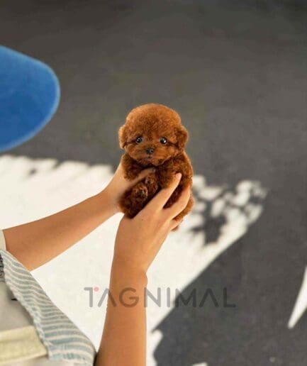 Poodle puppy for sale, dog for sale at Tagnimal