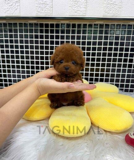 Poodle puppy for sale, dog for sale at Tagnimal