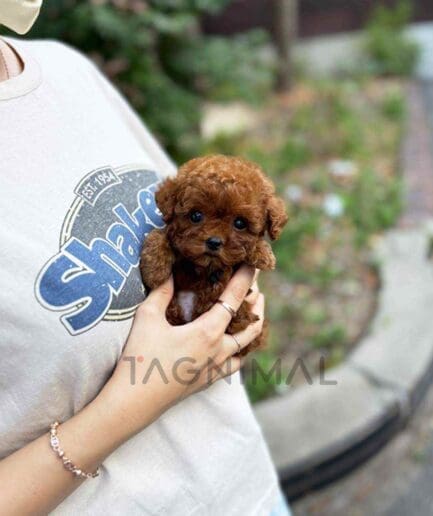 Poodle puppy for sale, dog for sale at Tagnimal