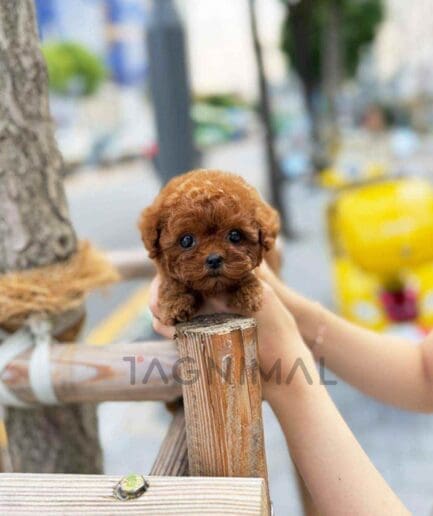 Poodle puppy for sale, dog for sale at Tagnimal