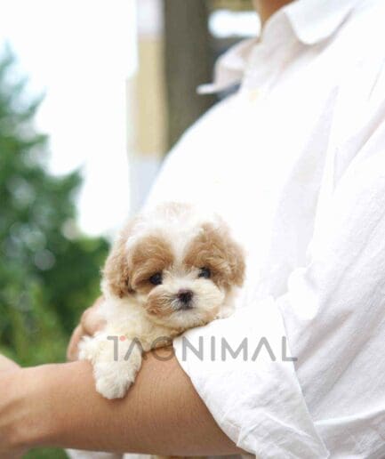 Poodle puppy for sale, dog for sale at Tagnimal