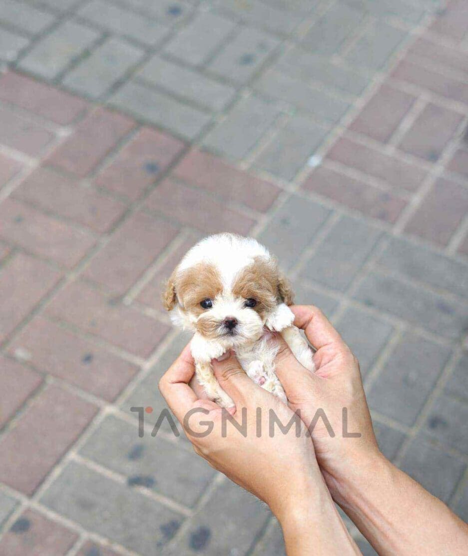 Poodle puppy for sale, dog for sale at Tagnimal