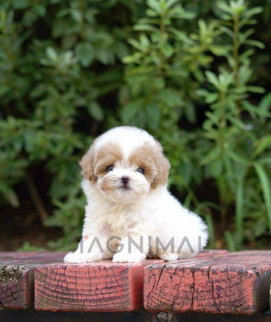 Poodle puppy for sale, dog for sale at Tagnimal