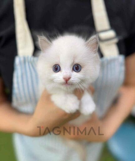 Ragdoll kitten for sale, cat for sale at Tagnimal