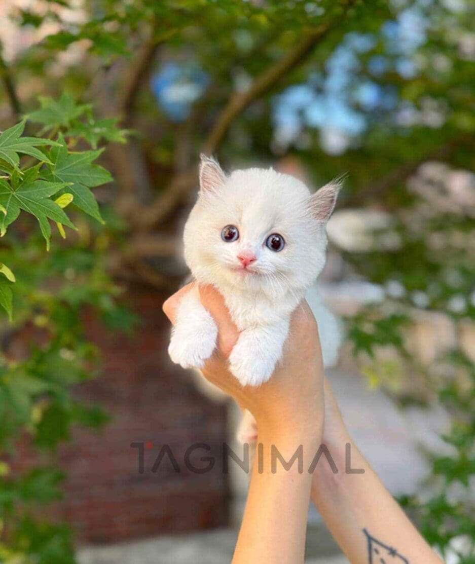 Ragdoll kitten for sale, cat for sale at Tagnimal