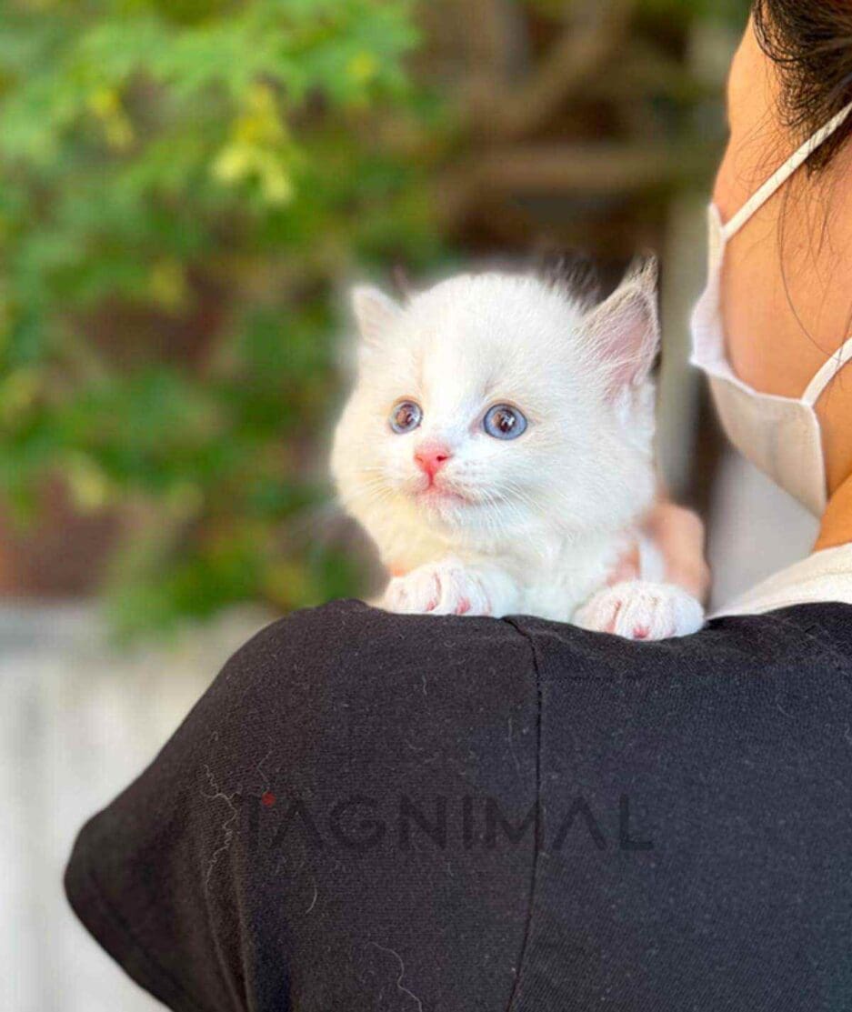 Ragdoll kitten for sale, cat for sale at Tagnimal