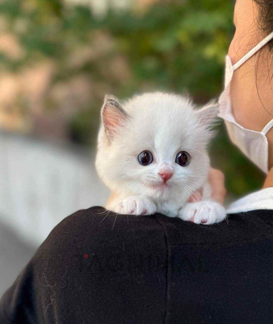 Ragdoll kitten for sale, cat for sale at Tagnimal