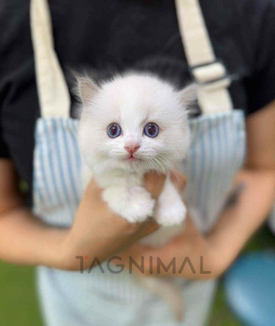 Ragdoll kitten for sale, cat for sale at Tagnimal