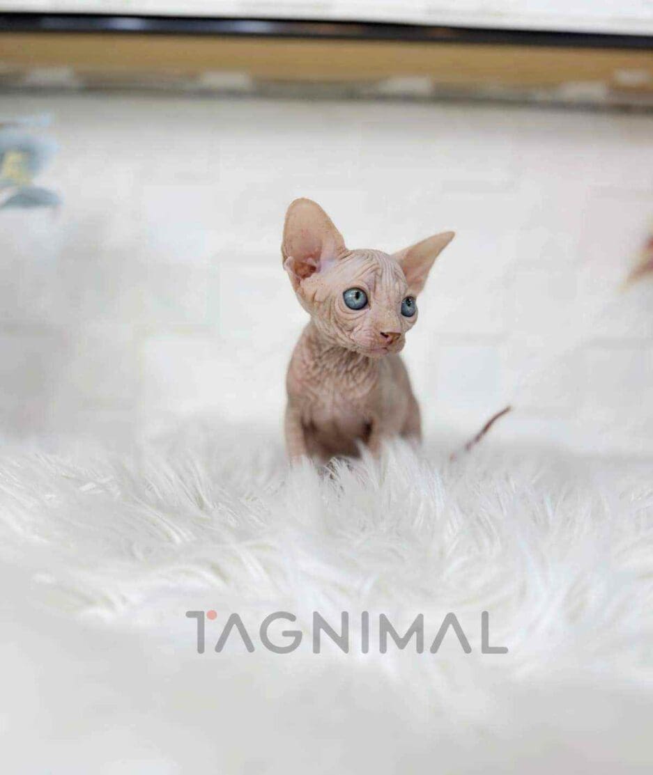 Sphynx kitten for sale, cat for sale at Tagnimal