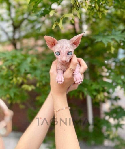 Sphynx kitten for sale, cat for sale at Tagnimal