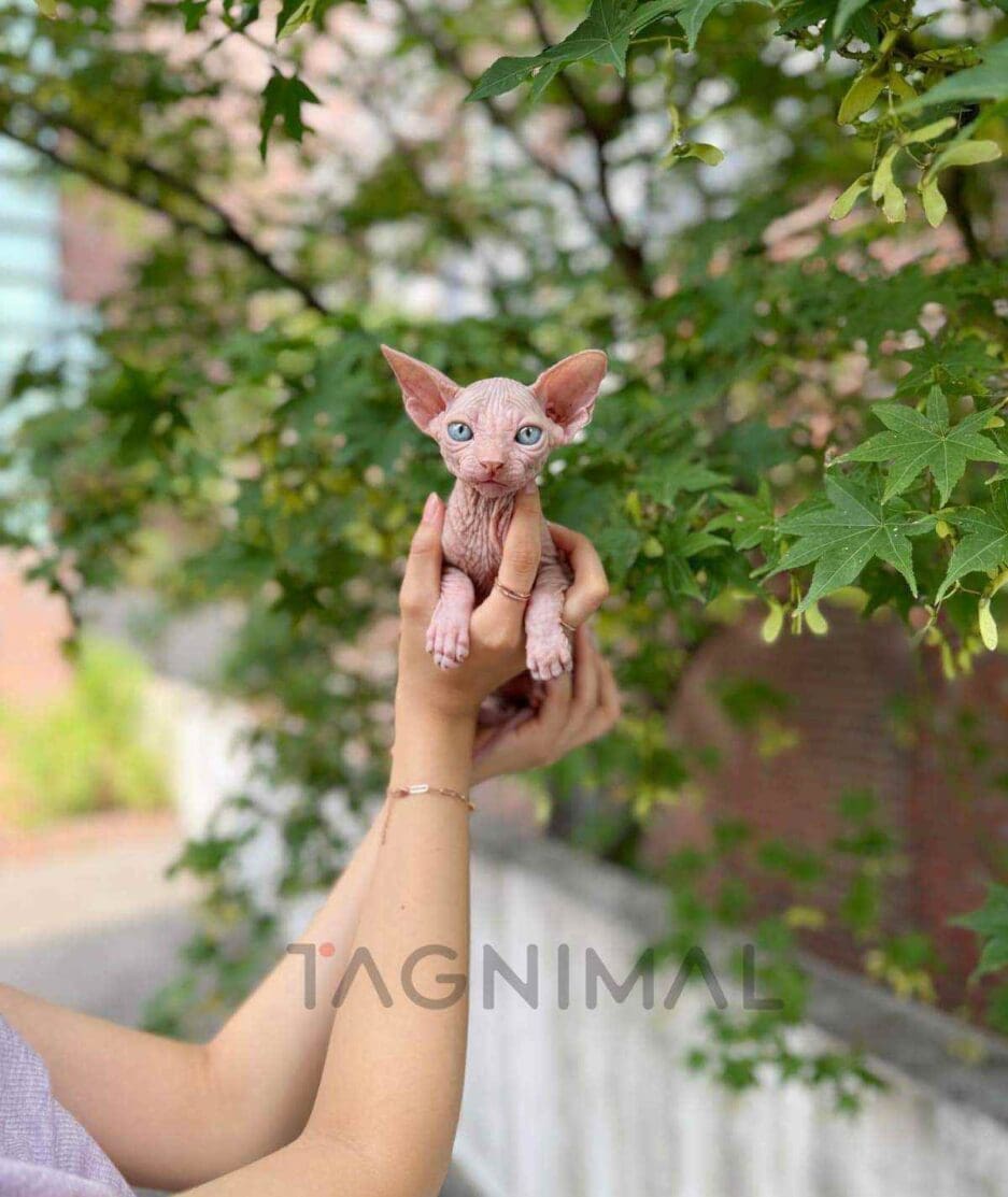 Sphynx kitten for sale, cat for sale at Tagnimal