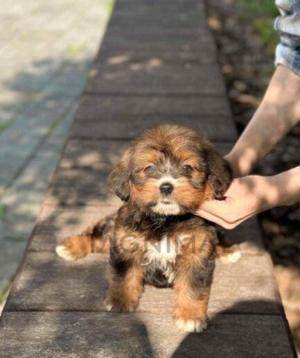 Bernedoodle puppy for sale, dog for sale at Tagnimal