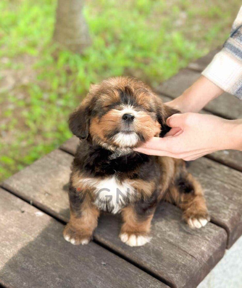 Bernedoodle puppy for sale, dog for sale at Tagnimal