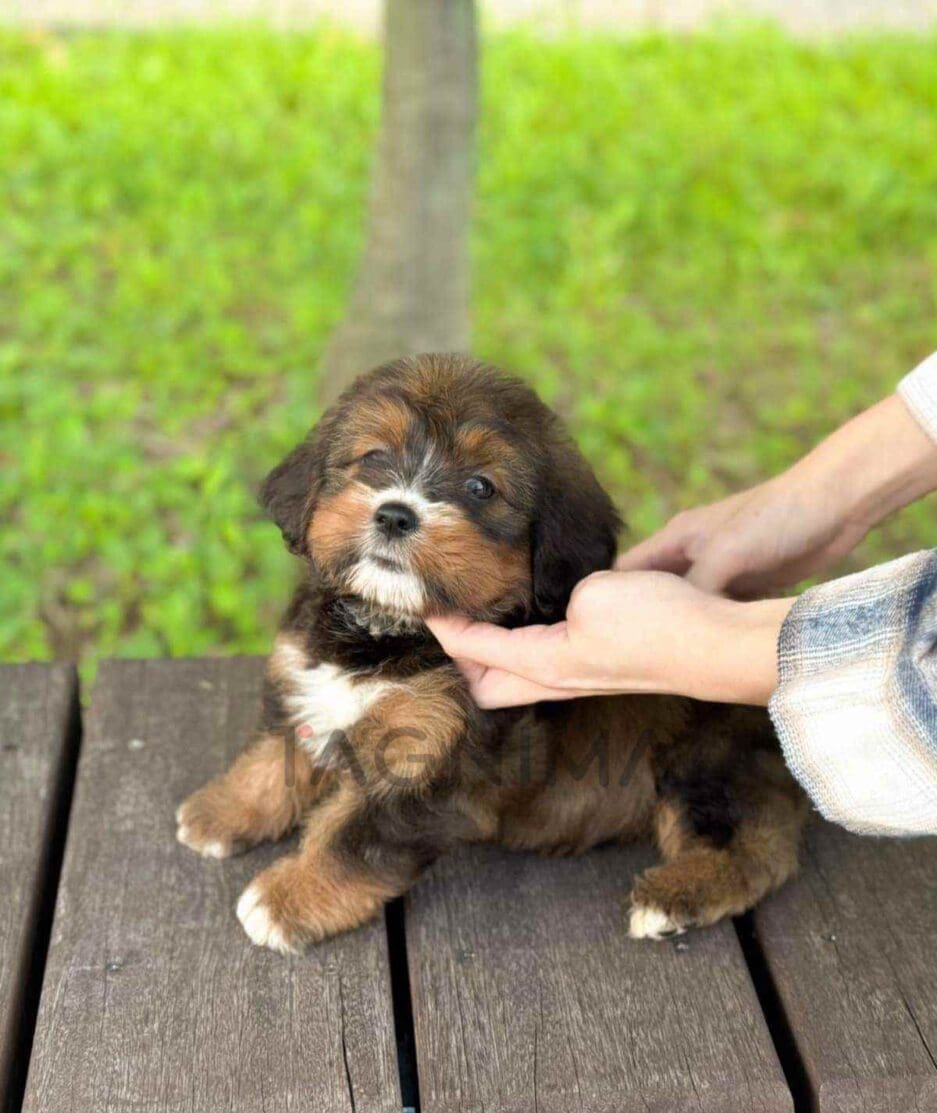 Bernedoodle puppy for sale, dog for sale at Tagnimal