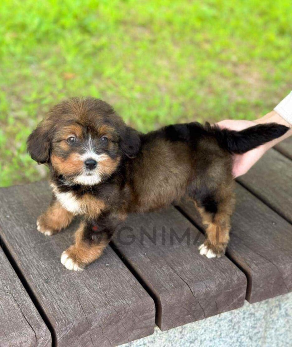 Bernedoodle puppy for sale, dog for sale at Tagnimal