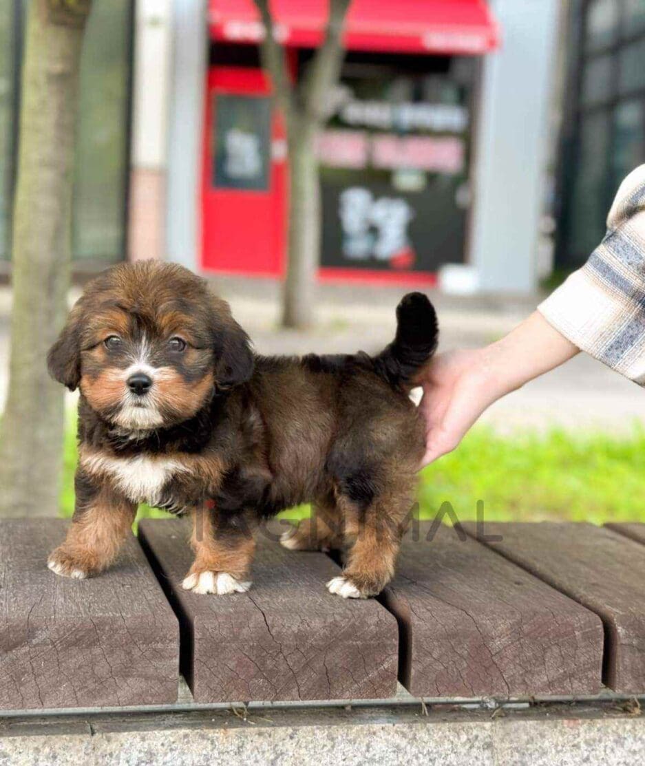 Bernedoodle puppy for sale, dog for sale at Tagnimal