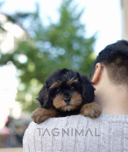 Bernedoodle puppy for sale, dog for sale at Tagnimal