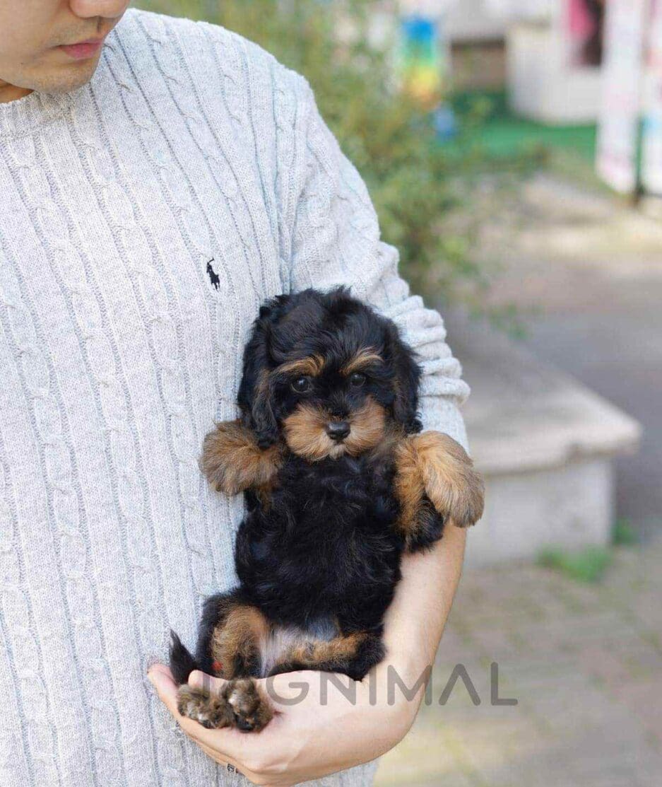 Bernedoodle puppy for sale, dog for sale at Tagnimal