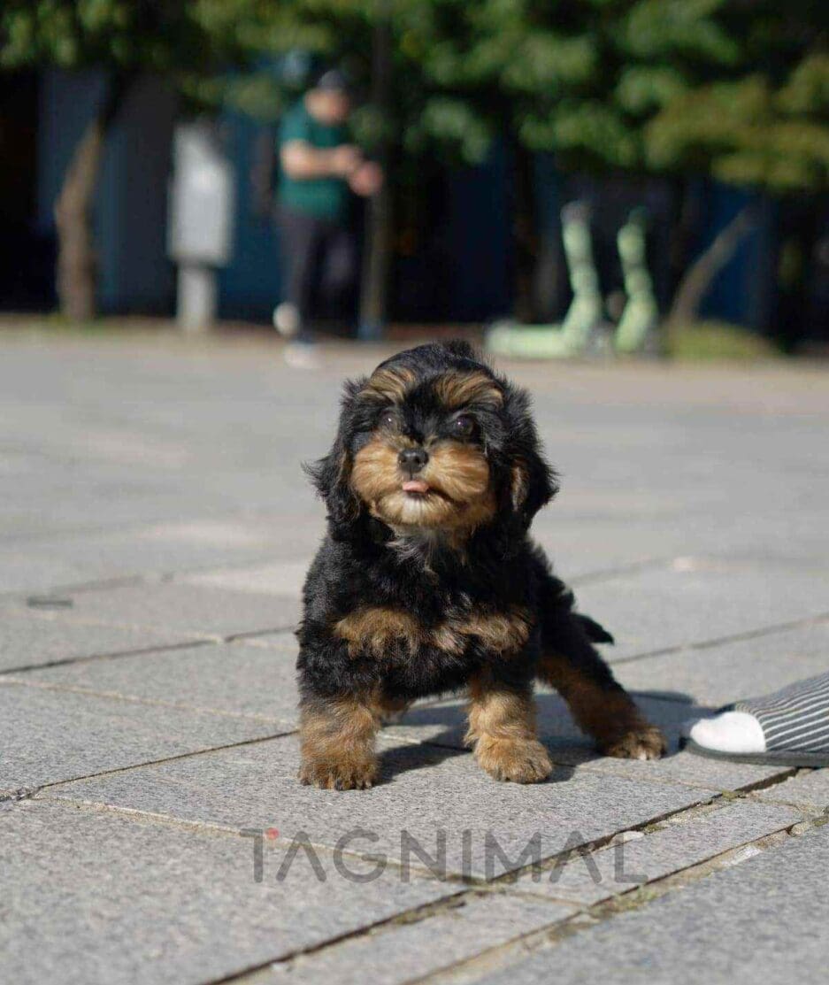 Bernedoodle puppy for sale, dog for sale at Tagnimal