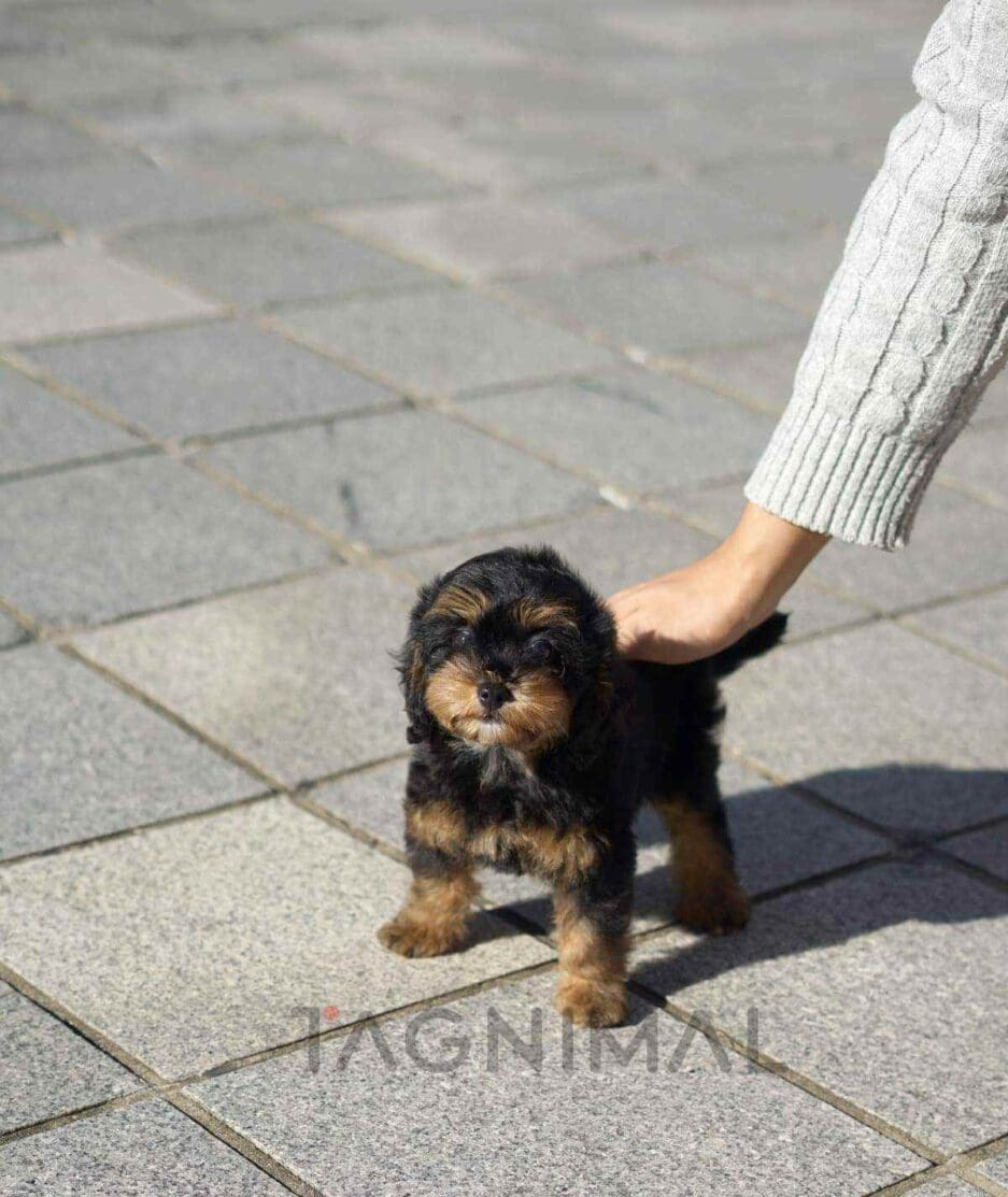 Bernedoodle puppy for sale, dog for sale at Tagnimal