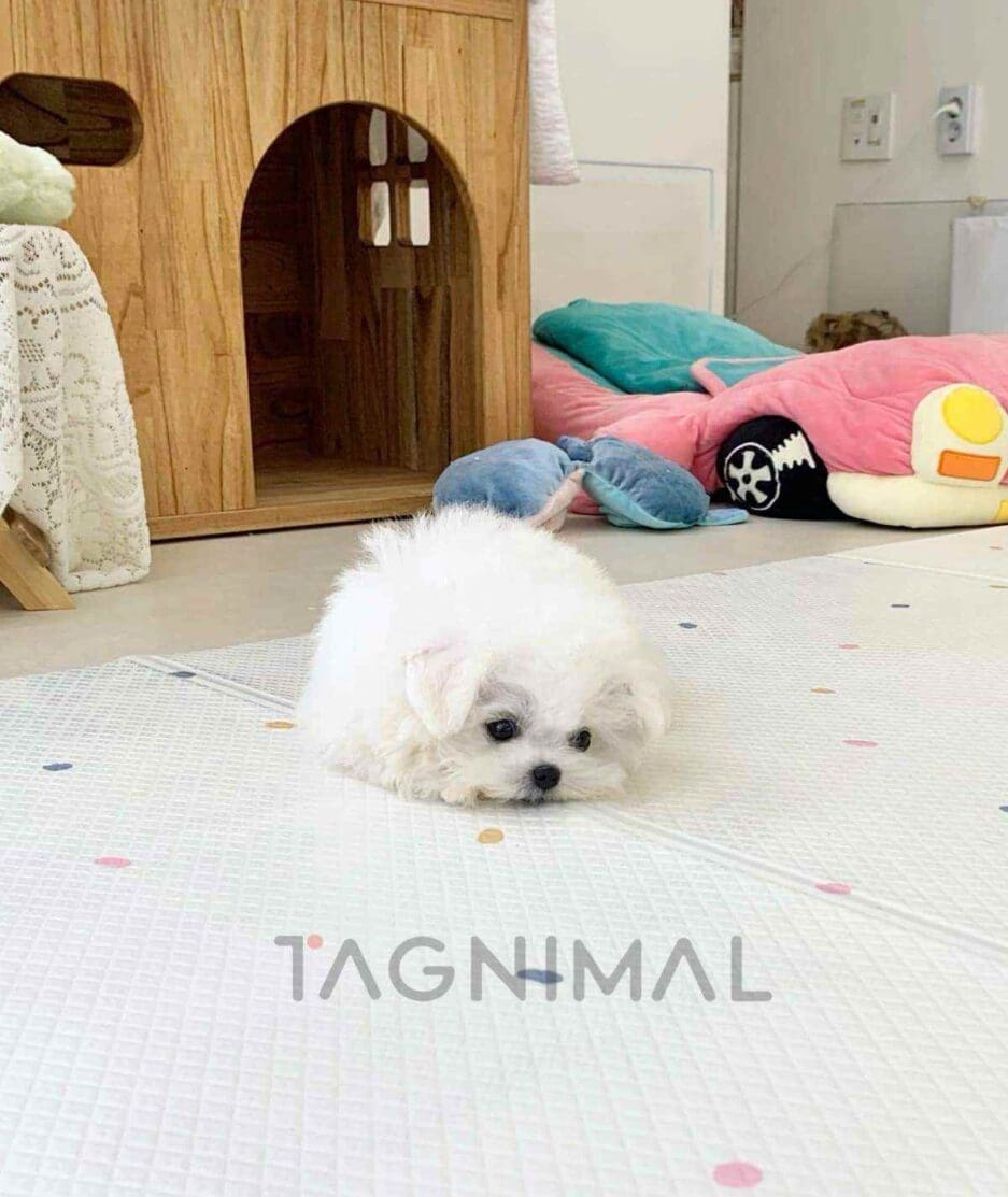 Bichon puppy for sale, dog for sale at Tagnimal