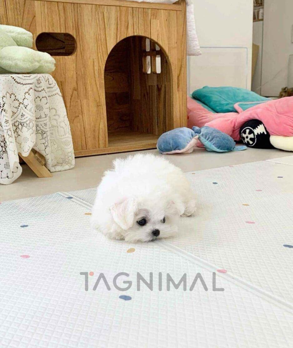 Bichon puppy for sale, dog for sale at Tagnimal