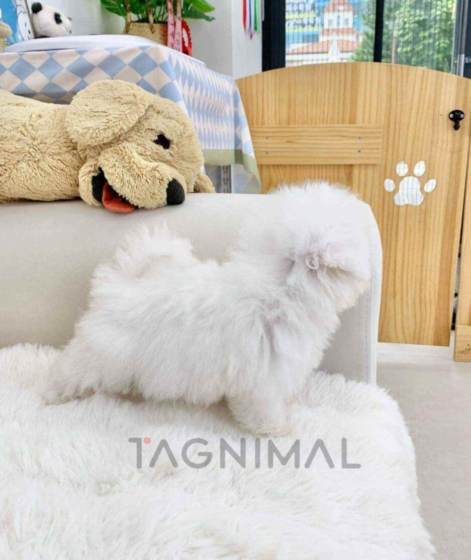 Bichon puppy for sale, dog for sale at Tagnimal