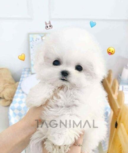 Bichon puppy for sale, dog for sale at Tagnimal