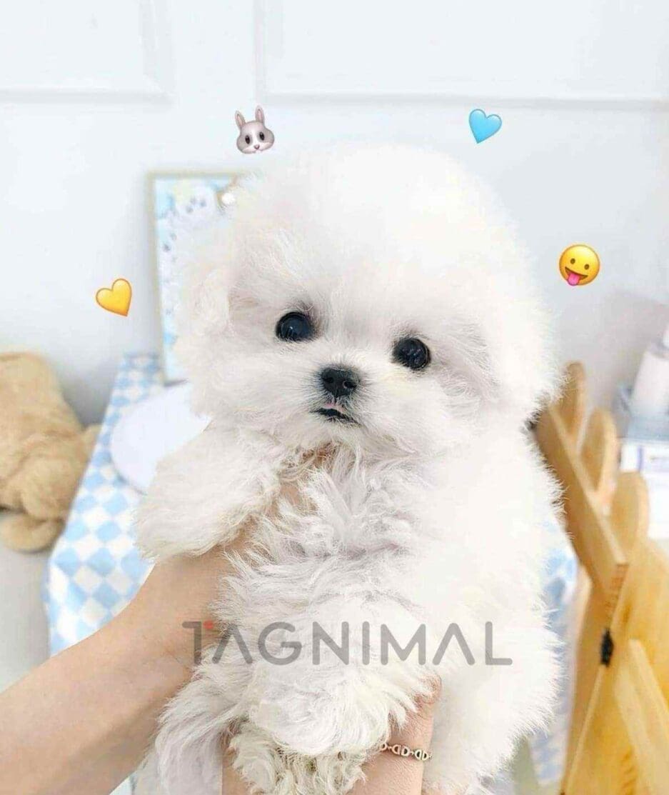 Bichon puppy for sale, dog for sale at Tagnimal