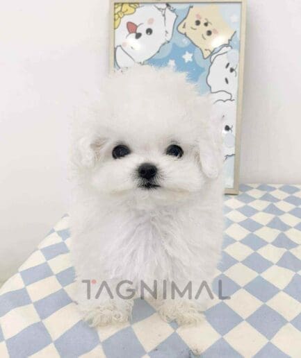 Bichon puppy for sale, dog for sale at Tagnimal