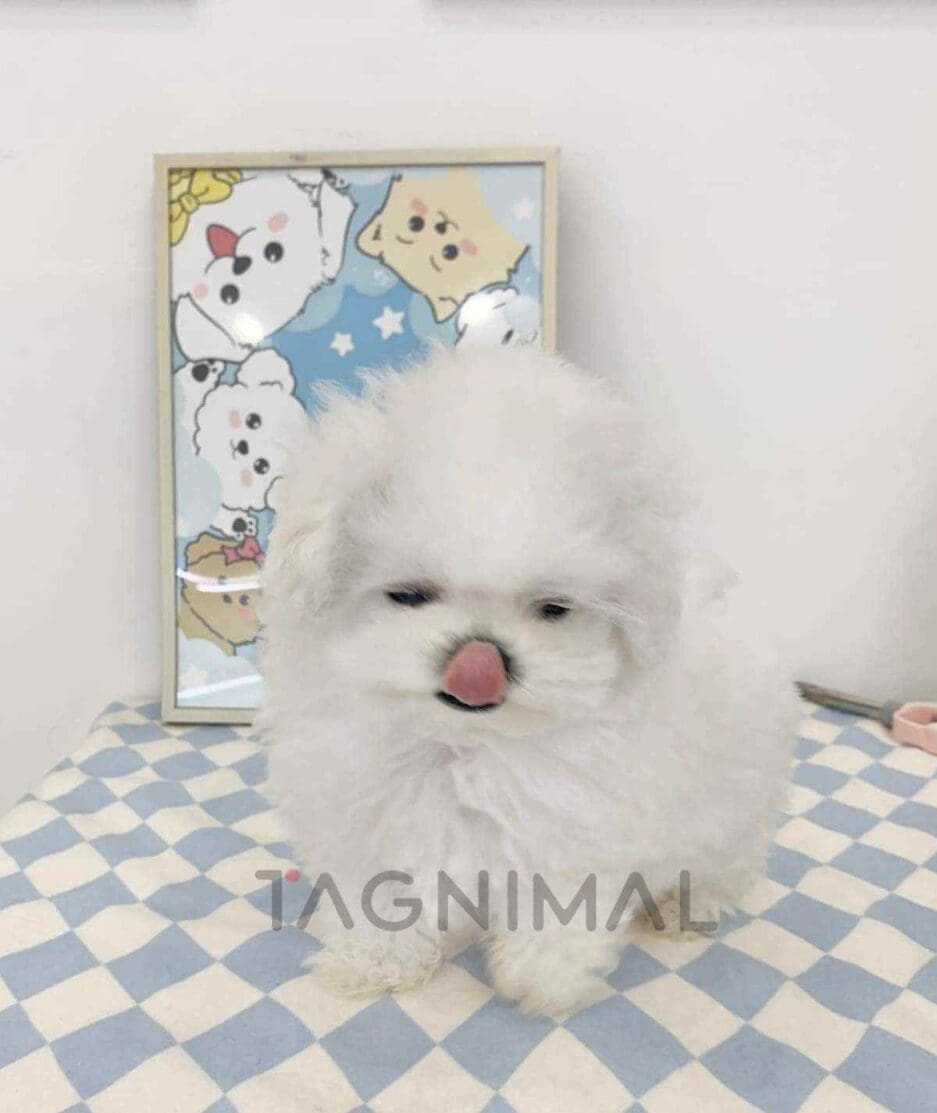 Bichon puppy for sale, dog for sale at Tagnimal