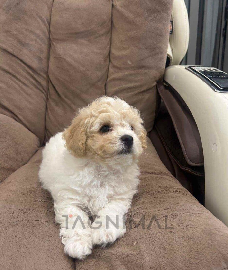 Bichon puppy for sale, dog for sale at Tagnimal