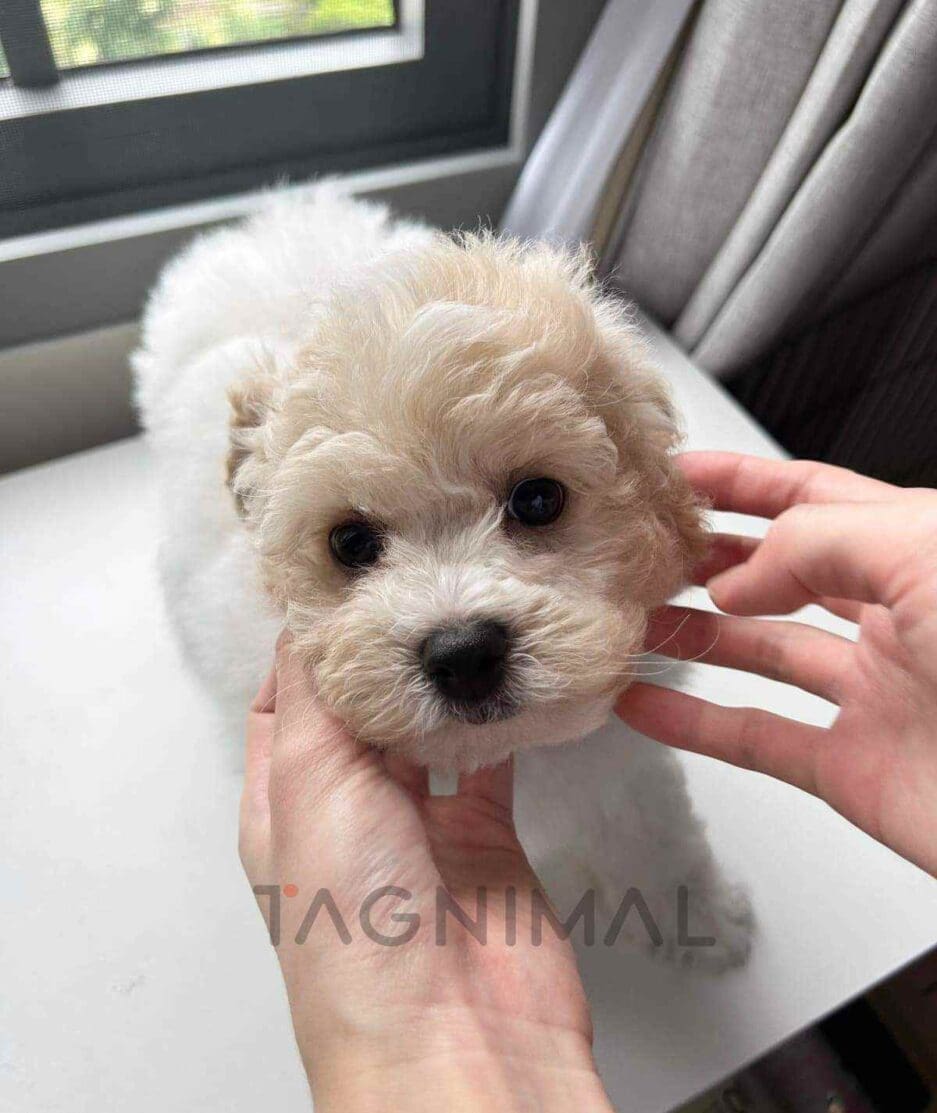 Bichon puppy for sale, dog for sale at Tagnimal