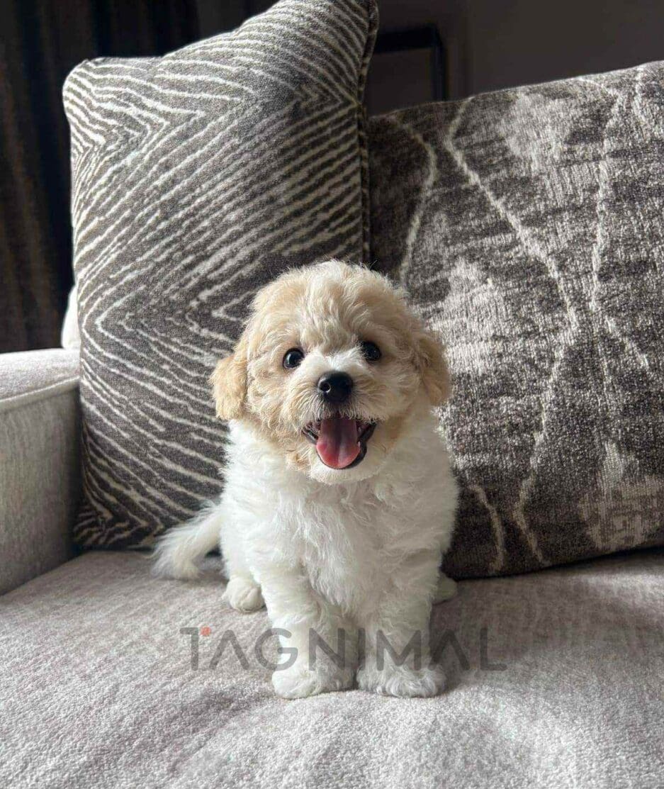 Bichon puppy for sale, dog for sale at Tagnimal