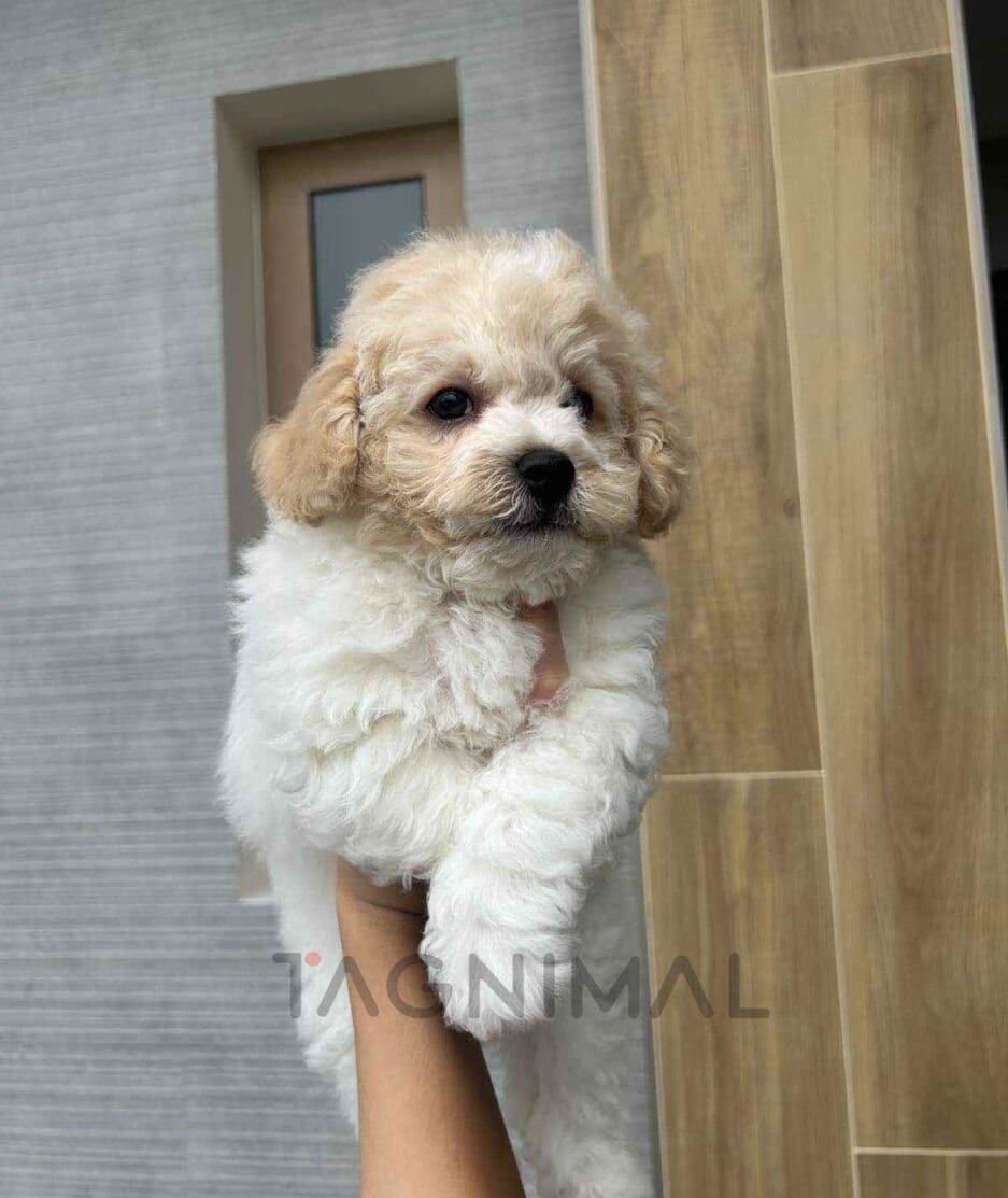 Bichon puppy for sale, dog for sale at Tagnimal