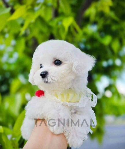 Bichon puppy for sale, dog for sale at Tagnimal