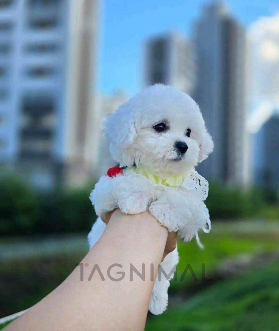 Bichon puppy for sale, dog for sale at Tagnimal