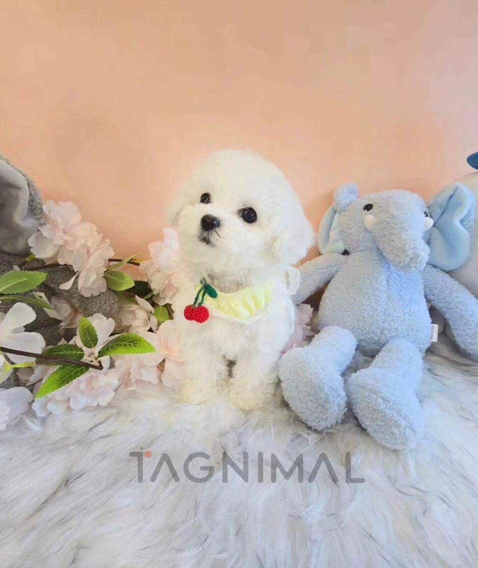 Bichon puppy for sale, dog for sale at Tagnimal